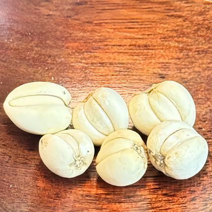 Wild Chuanbei fritillary bulb 1oz. Use in soup with pear to relieve cough.