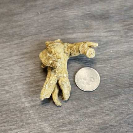 Wisconsin Ginseng 7-8 Years old Wild Tiger Claw American Ginseng 4oz