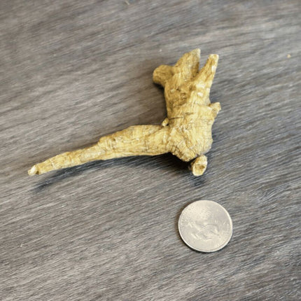 Wisconsin Ginseng 7-8 Years old Wild Tiger Claw American Ginseng 4oz
