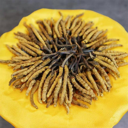 Wild Cordyceps Sinensis Gift Box (6000 pcs Specifications) Approx. 84pcs/0.5oz 