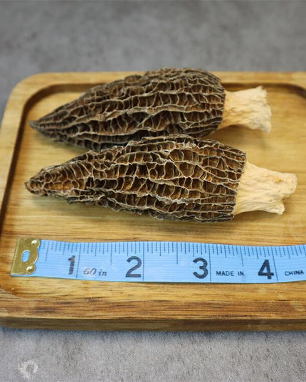 Morchella Grande, ideal para sopa, 100% natural