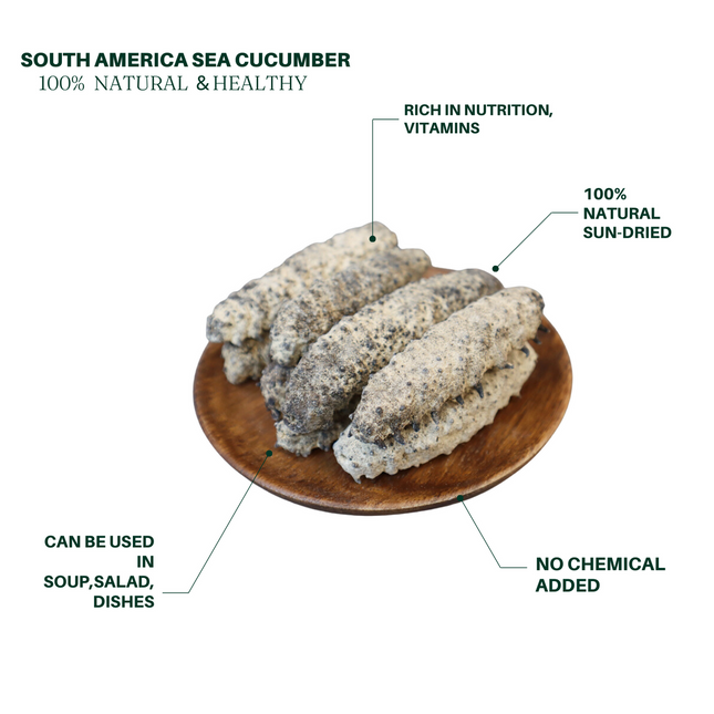 Wild Sea Cucumber - Classic South American Sea Cucumber - Large Size