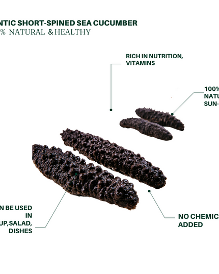Wild Sea Cucumber Atlantic Spiny Rock Sea Cucumber (Mixed Sizes)