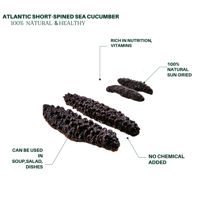 Wild Sea Cucumber Atlantic Spiny Rock Sea Cucumber (Mixed Sizes)