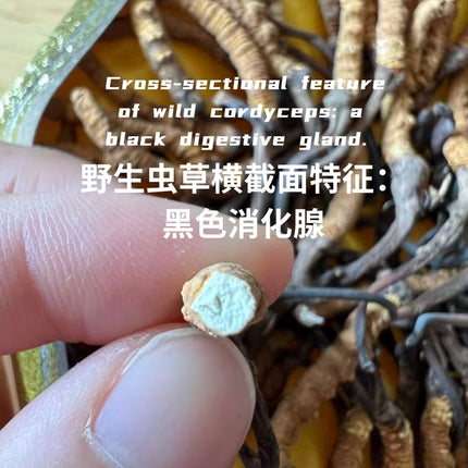 Wild Cordyceps Sinensis Gift Box (6000 pcs Specifications) Approx. 84pcs/0.5oz 