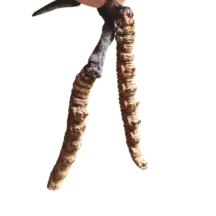 Wild Cordyceps Sinensis Gift Box (6000 pcs Specifications) Approx. 84pcs/0.5oz 